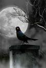 Nevermore Paranormal Research & Investigation profile picture