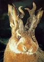 Lepus profile picture