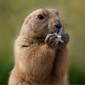 Marmota profile picture