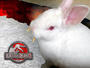 ERNIE & ZOE D. RABBIT profile picture