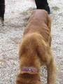 NOLA Pet Rescue profile picture