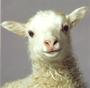 Leadersheep profile picture