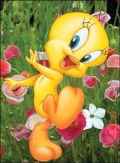 tweetytweety7