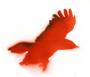 Red Scare Crows profile picture