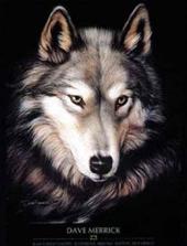 El Lobo profile picture