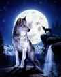 El Lobo profile picture