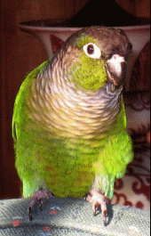 Birdielicious profile picture