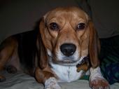 maggie_beagle