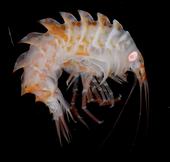 ghost shrimp profile picture