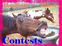 handsom horse contest profile picture