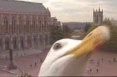 Red Square Gull profile picture