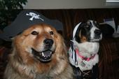 Capn Cisco & Scurvy Dogg Nena profile picture