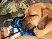 Mariane The Puggle Buggle!!! profile picture