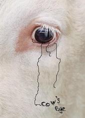 Cowâ€™s Eye profile picture