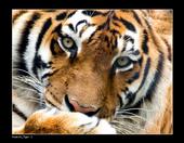 Tigre profile picture