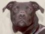 NYC ACC! JACKIE NEEDS A HOME! 3 + YEARS TOO LONG! profile picture