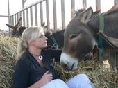 Safe Haven for Donkeys profile picture