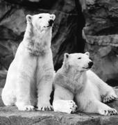 Polar Pair profile picture