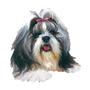 Shih Tzu/Toy Rsq profile picture