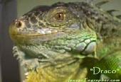 National Reptile Foundation profile picture