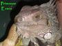 National Reptile Foundation profile picture