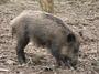 Wild Boar UK profile picture