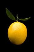 lemon vibe profile picture