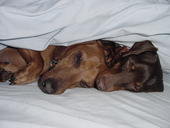 wiener_dogs_rule