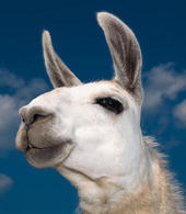 Llama profile picture