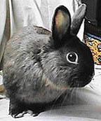 Milo the Bunny profile picture