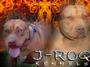 JROQ KENNELS profile picture