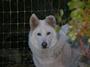 **WolfAngel** Rescue profile picture