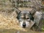 **WolfAngel** Rescue profile picture