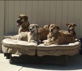 The Brindle Pack profile picture