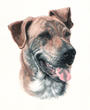 The Brindle Pack profile picture