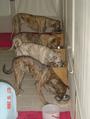 The Brindle Pack profile picture