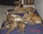 The Brindle Pack profile picture