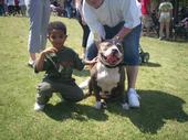 bullybreeddogsupply profile picture