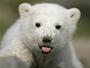 Polar Bear Knut profile picture