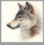 Ndrli the Wolf profile picture