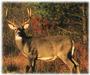 Deer Camp profile picture