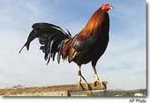 EL GALLO DE MICHOACAN profile picture