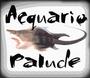 AcquarioPalude profile picture