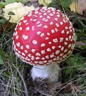 amanita phalloides profile picture