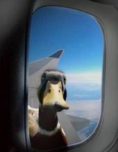 The Ducks profile picture