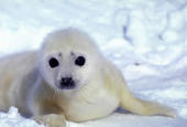 Stop the Seal Hunts profile picture