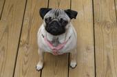 Pug Mom profile picture