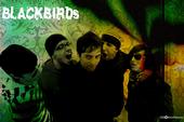 The BLACKBIRDS profile picture