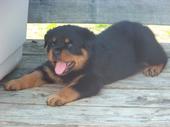 Vom Heldenhaft Rottweilers profile picture