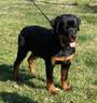 Vom Heldenhaft Rottweilers profile picture